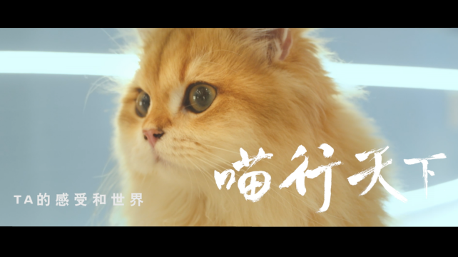 喵行天下，與NI解鎖新體驗(yàn)